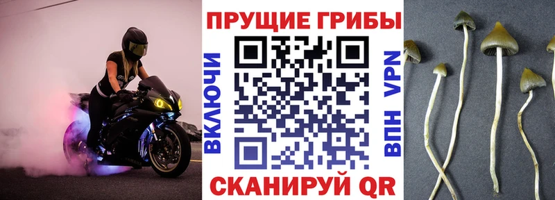 kraken ONION наркота Гдов darknet телеграм Галлюциногенные грибы мицелий